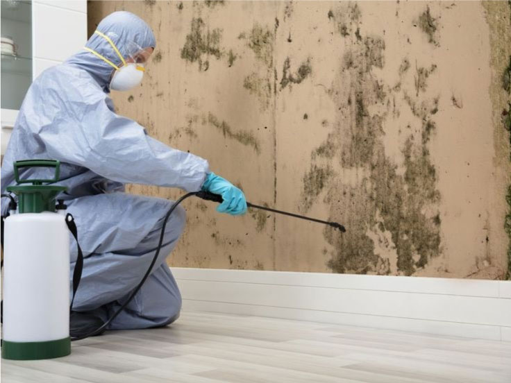 Commercial Mold removal service